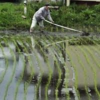 田植え　水鏡　黒猫ずぶぬれ帰還