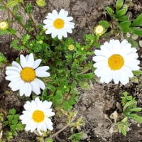 卯月15日（月）今日の日の出とセイヨウタンポポの勢いと白い花！
