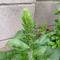 大苗とは書いてはあったけど、、、