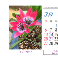 ◎3月の花：2006～2022～まとめ