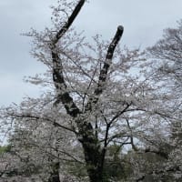 井の頭公園の桜／お花見しよう！