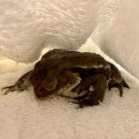 アンクルンとコーラスと、ちょっと副作用