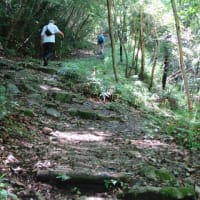 2025.6.26.　 2025年6月5回目極楽寺・極楽寺山・屋代コーストレッキングと蛇の池は満開のスイレン