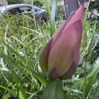 ７月12日　凌ぎやすいです。