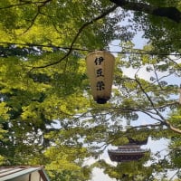 「伊豆榮 梅川亭」の青もみじ