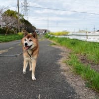 4月27日(土)　花見