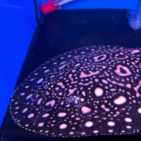 ✨極上の淡水エイも絶賛販売中✨お気軽にお問い合わせください。