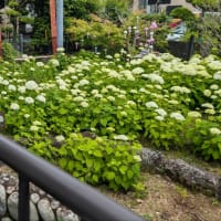 可睡斎　袋井　風鈴まつり