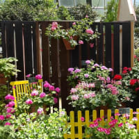 百合が開花や見頃を迎えている