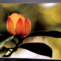 ２０２５こども植物園写真展　２