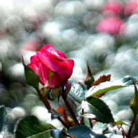 想い出のバラの花