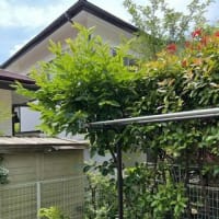 柿の木の剪定