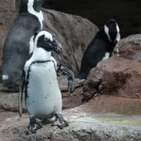 この足、何ペンギン？