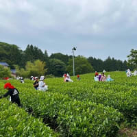 ６月９日　御殿場南小３年生　お茶摘み体験