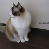 猫日記と主のつぶやき　なかなか