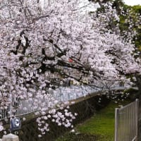 專稱寺（せんしょうじ）の見事な桜を観賞