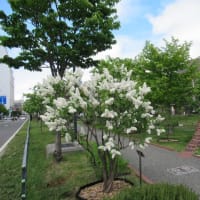 北海道-創成川公園