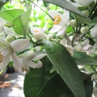 みかんの花
