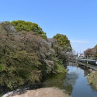 青天に葉桜、銀色新幹線がゆく。