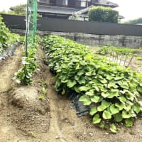 6月25日（水）③