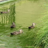 「相武台GP」の雨水池では「カルガモ」の雛が大きく成長す！！