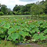 公園散歩-3