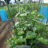 我が家の野菜たち