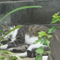 今日も暑い💦
