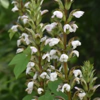 トリトマ付近の花たち