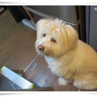 正ちゃんの桜満開★新たな生きる場所★団子状態！