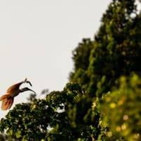 佐渡へ、トキ狙い