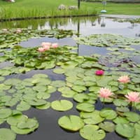 花のアルバムより