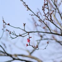 梅が開花：岡山後楽園＆半田山植物園