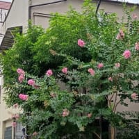 夏到来サルスベリ開花＠東京都文京区