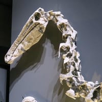 恐竜博物館25周年「獣脚類2025展」行ってきました。