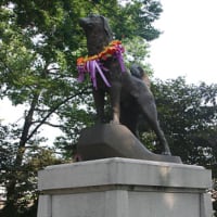 韓国の義犬
