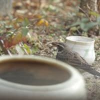 ギムレット 風に吹かれて 撮りある記 ギムレット 風に吹かれて 撮りある記