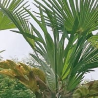 ５月　２６日