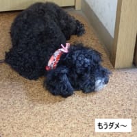 3.3㎏キープです！