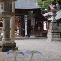 ほかの紫陽花の花