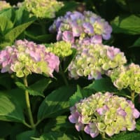 紫陽花！咲いたよ！