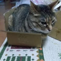 ニャンズは