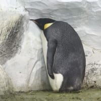 皇帝ペンギンの昼寝スタイル