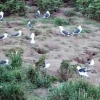 海鳥のサンクチュアリ　天売島と森林浴を楽しむメルヘンの焼尻島　２３回目　天売島