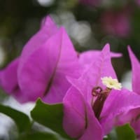 嘘を見抜く方の愛は死と引き換えの愛