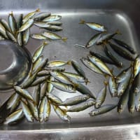 鯵釣り