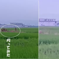 夏は日盛り照る日の下で…♪