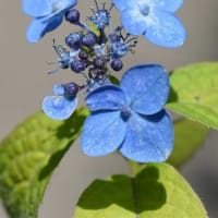 鉢植えのヤマアジサイ　a、天の川