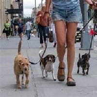 NYC DOG EVENTS MAY 