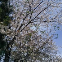 山陽本線115系3000番台　咲き誇った花々　2024-04-12